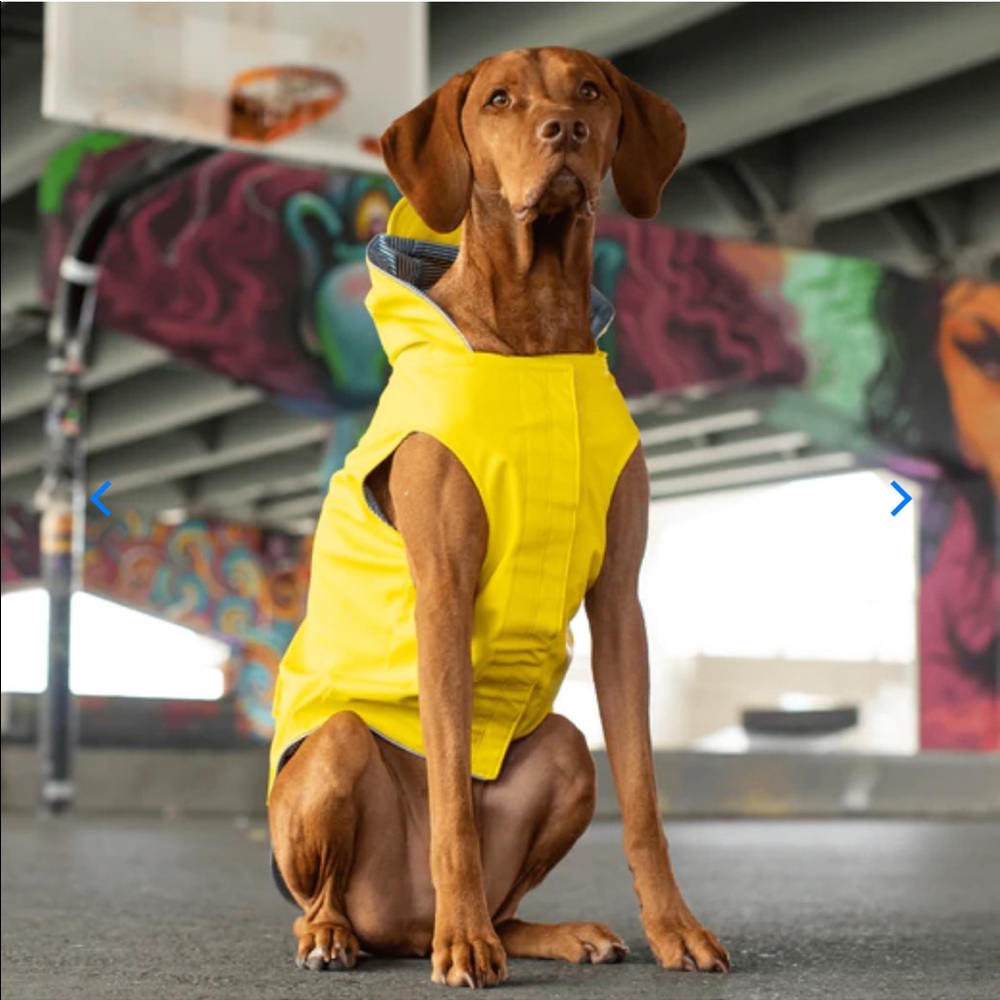 Yellow Dog Raincoat